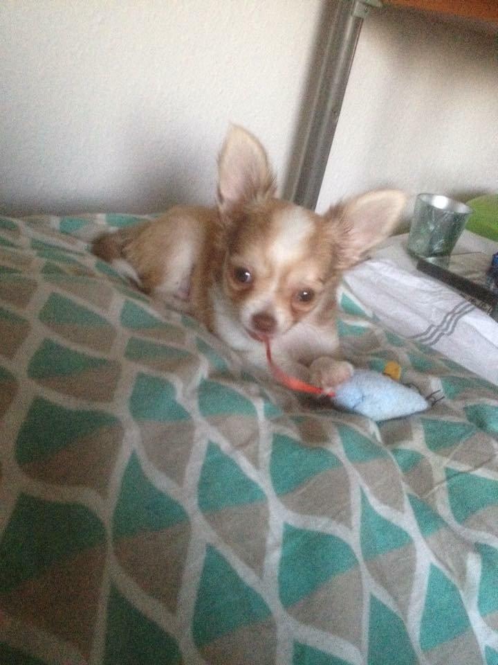 Chihuahua Golden  billede 1