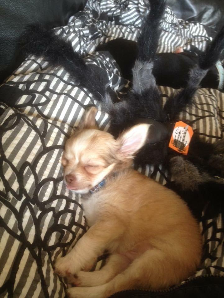 Chihuahua Golden  billede 3