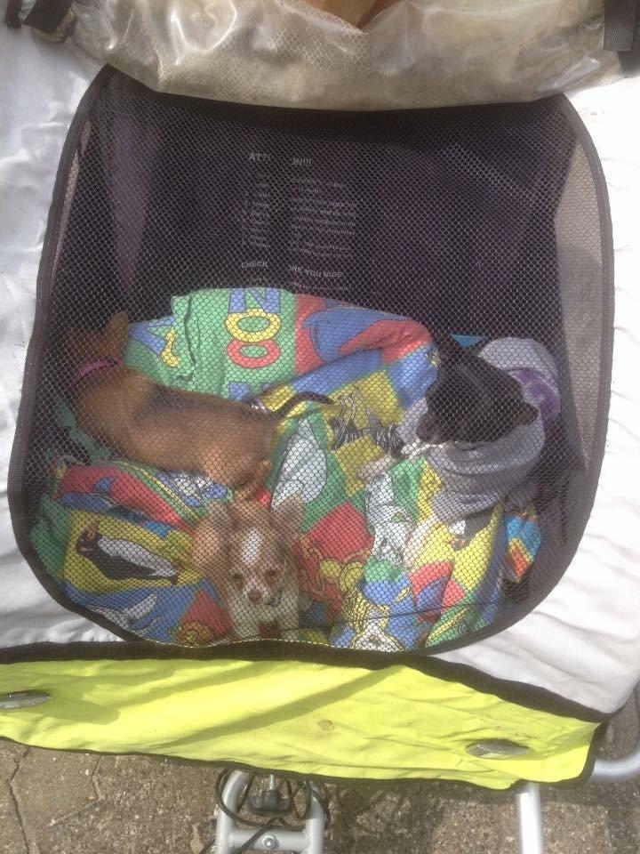 Chihuahua Golden  billede 4