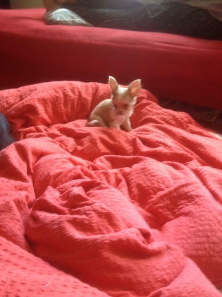 Chihuahua Golden  billede 5