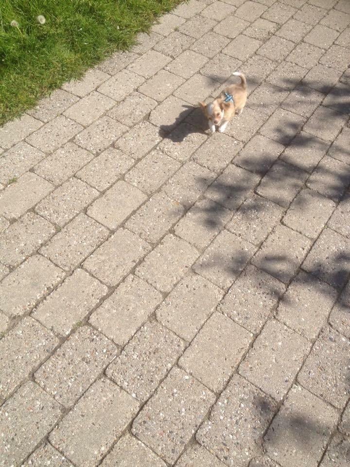 Chihuahua Golden  billede 6