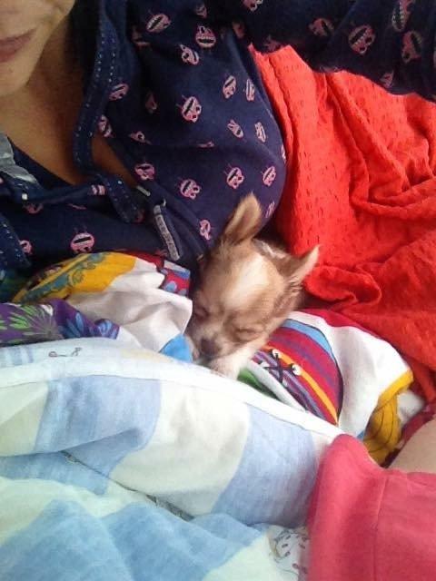 Chihuahua Golden  billede 7