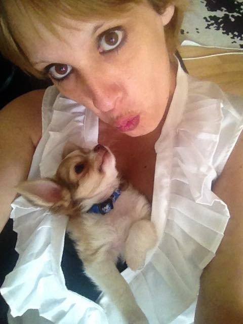 Chihuahua Golden  billede 2