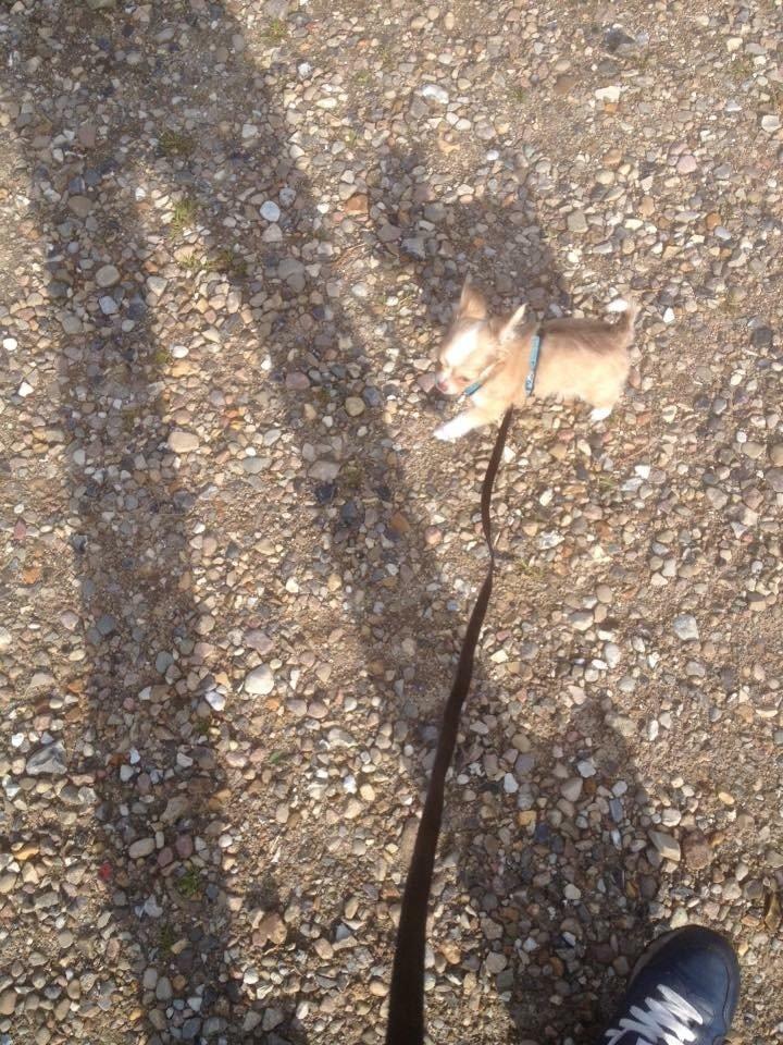 Chihuahua Golden  billede 8