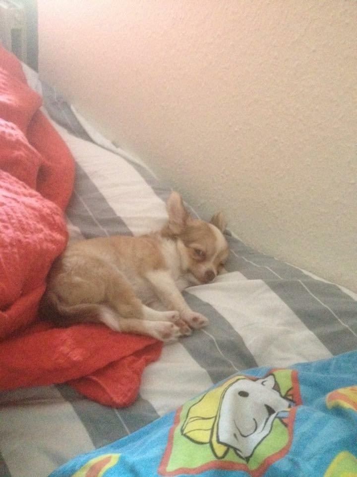 Chihuahua Golden  billede 10