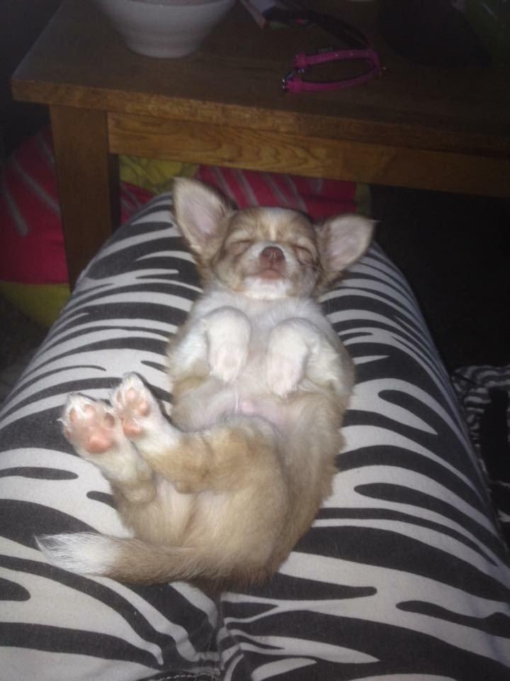 Chihuahua Golden  billede 11