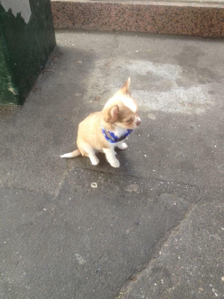 Chihuahua Golden  billede 12