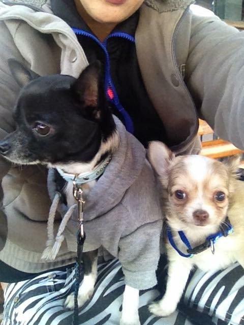 Chihuahua Golden  billede 13