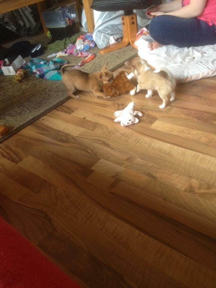 Chihuahua Golden  billede 9