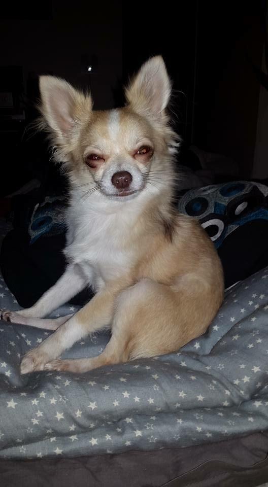 Chihuahua Golden  billede 14