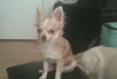 Chihuahua Golden  billede 15