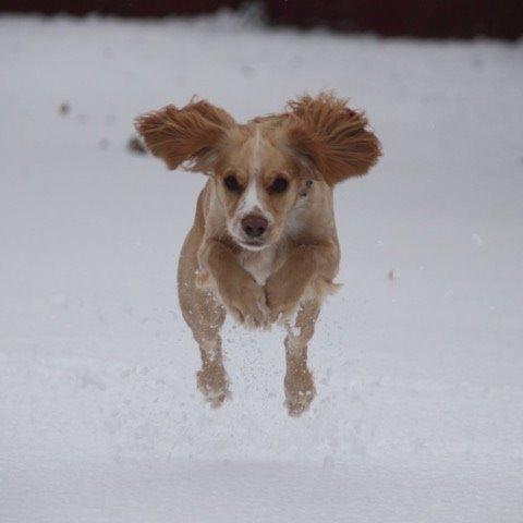 Field Trial Cockerspaniel Spilops Wild Weather Wilma billede 41