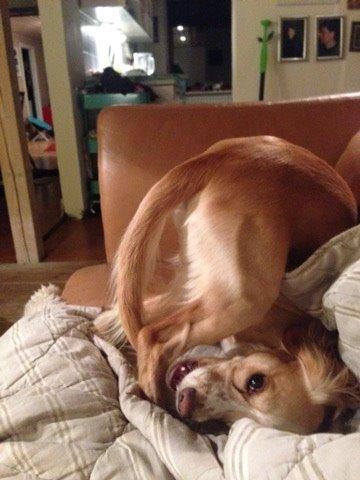 Field Trial Cockerspaniel Spilops Wild Weather Wilma billede 43