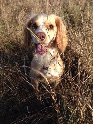 Field Trial Cockerspaniel Spilops Wild Weather Wilma billede 44