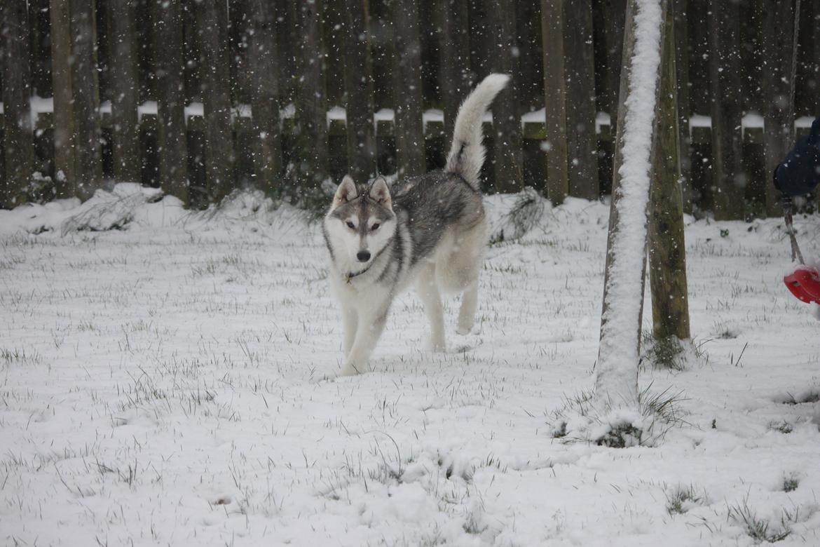 Siberian husky Mesmocan Silver Flame [Himmelhund] billede 4