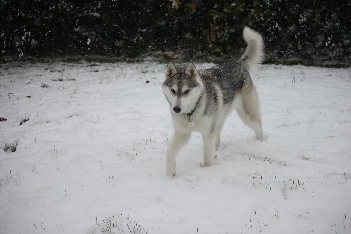 Siberian husky Mesmocan Silver Flame [Himmelhund] billede 5