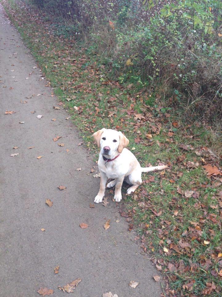 Labrador retriever Sif billede 7