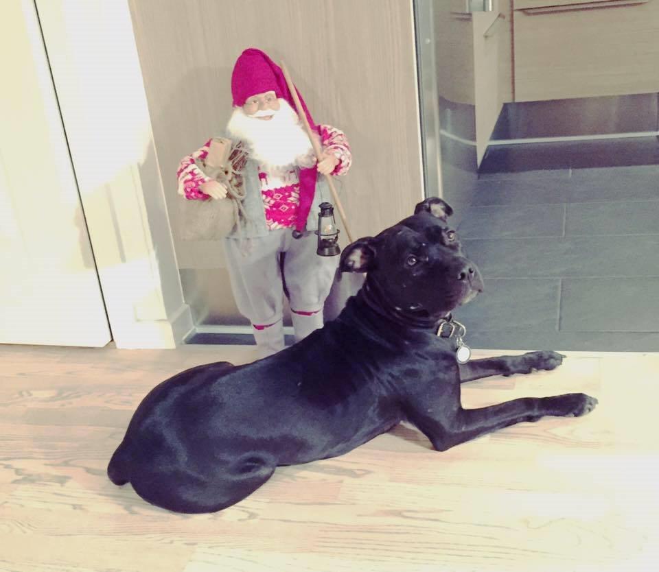 Blanding af racer Shaggie (himmelhund<3) billede 1