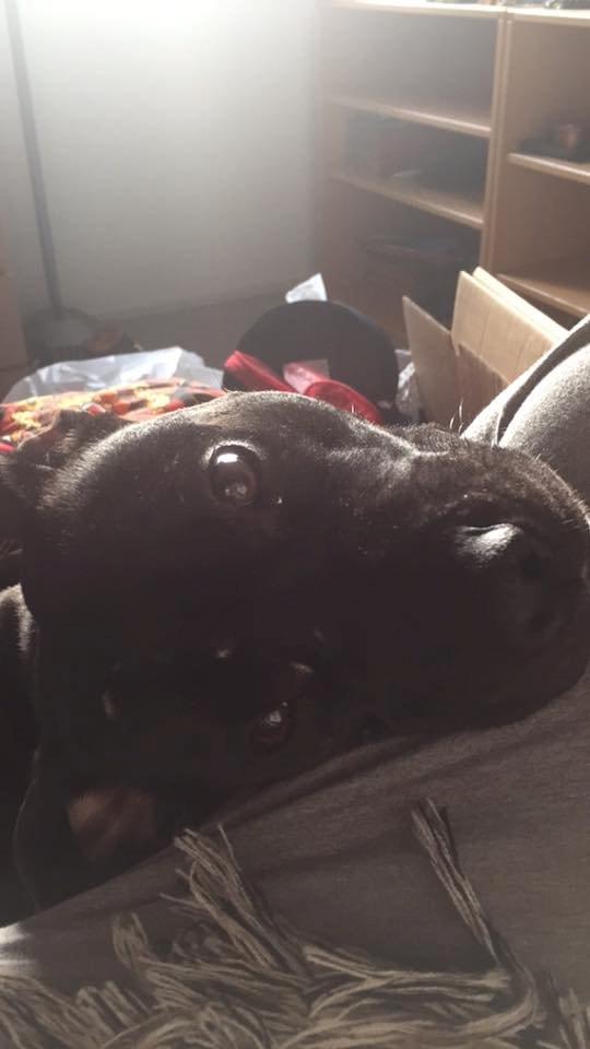 Blanding af racer Shaggie (himmelhund<3) billede 4