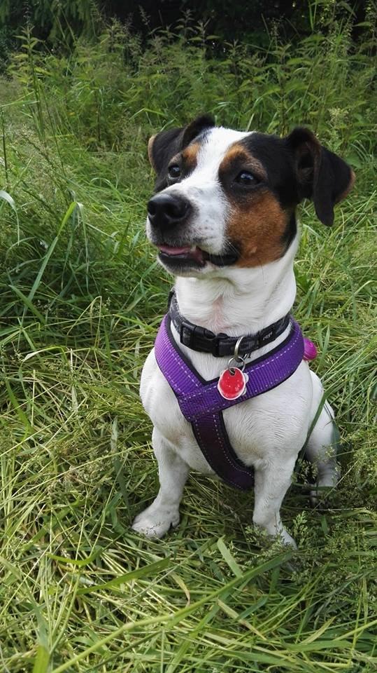 Dansk svensk gaardhund pepsi billede 7