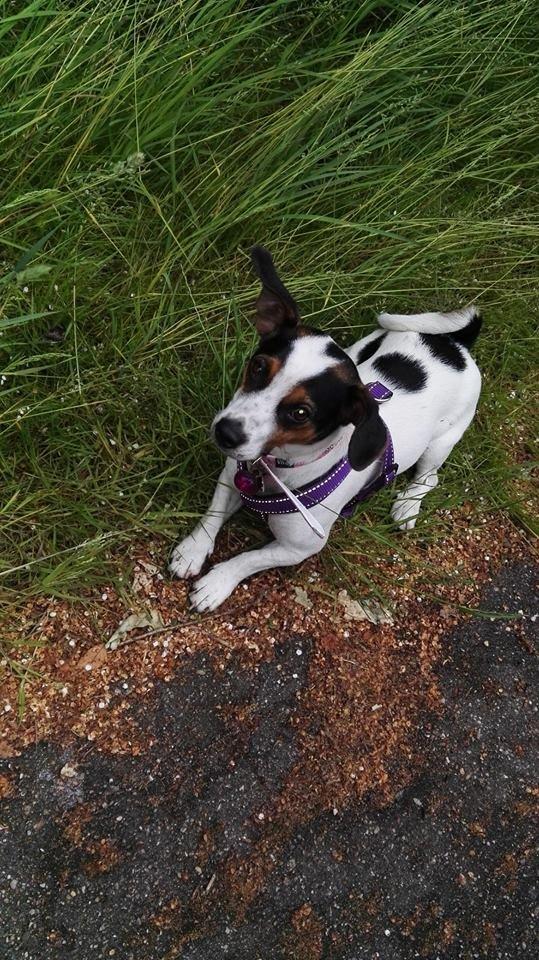 Dansk svensk gaardhund pepsi billede 10