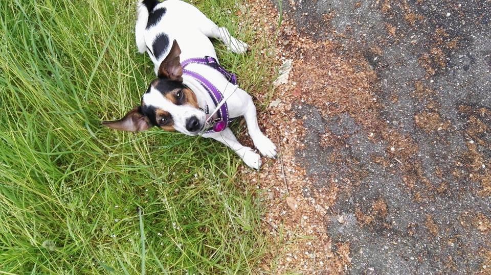 Dansk svensk gaardhund pepsi billede 11