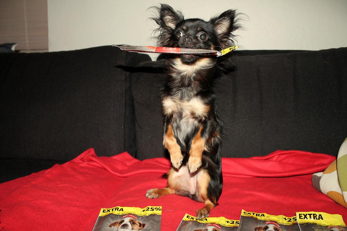 Chihuahua Paya billede 40