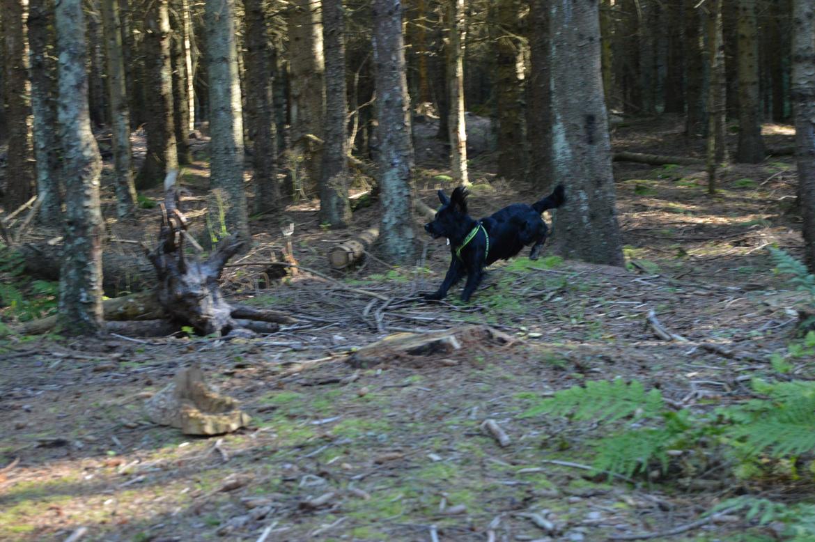 Blanding af racer Kasey billede 15