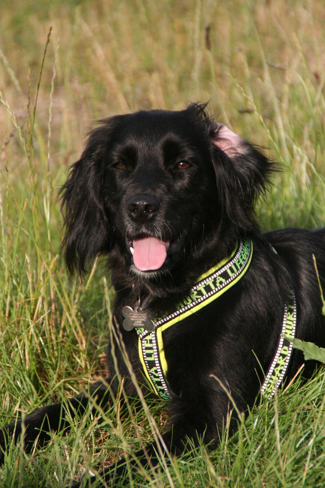 Blanding af racer Kasey billede 12