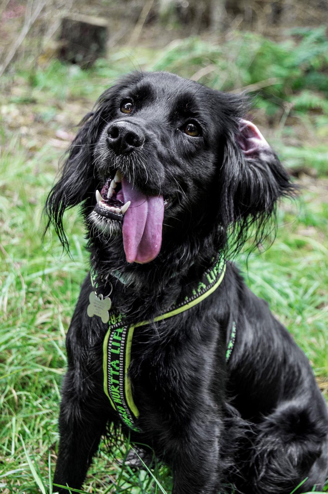 Blanding af racer Kasey billede 7