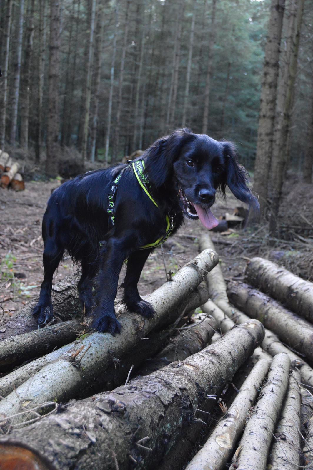 Blanding af racer Kasey billede 19