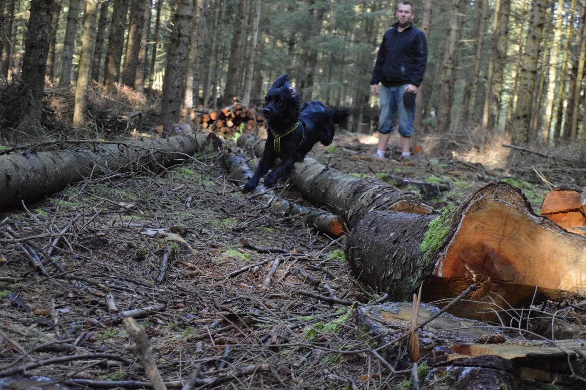 Blanding af racer Kasey billede 21