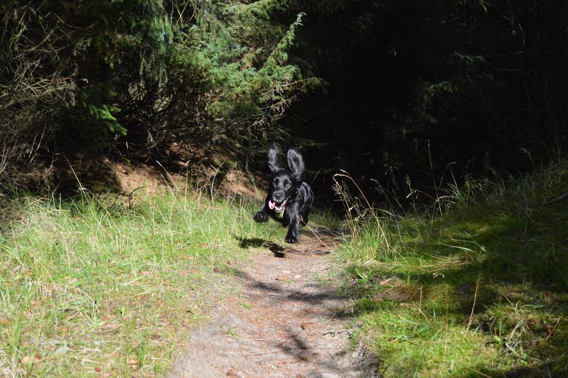 Blanding af racer Kasey billede 23