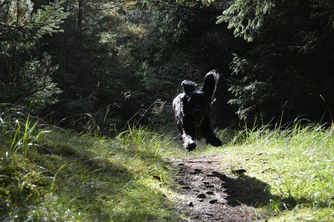 Blanding af racer Kasey billede 17