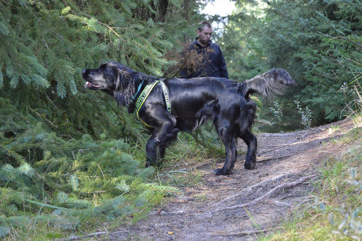 Blanding af racer Kasey billede 14