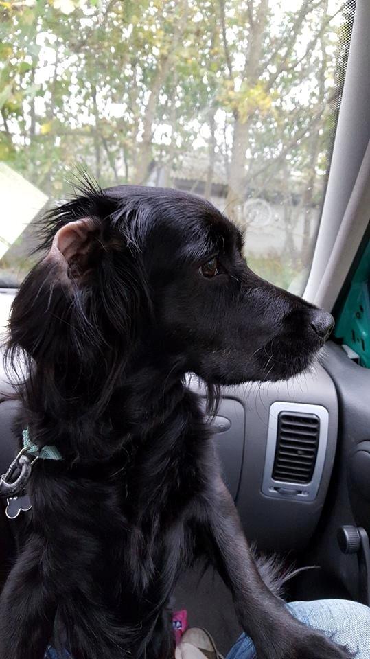 Blanding af racer Kasey billede 24