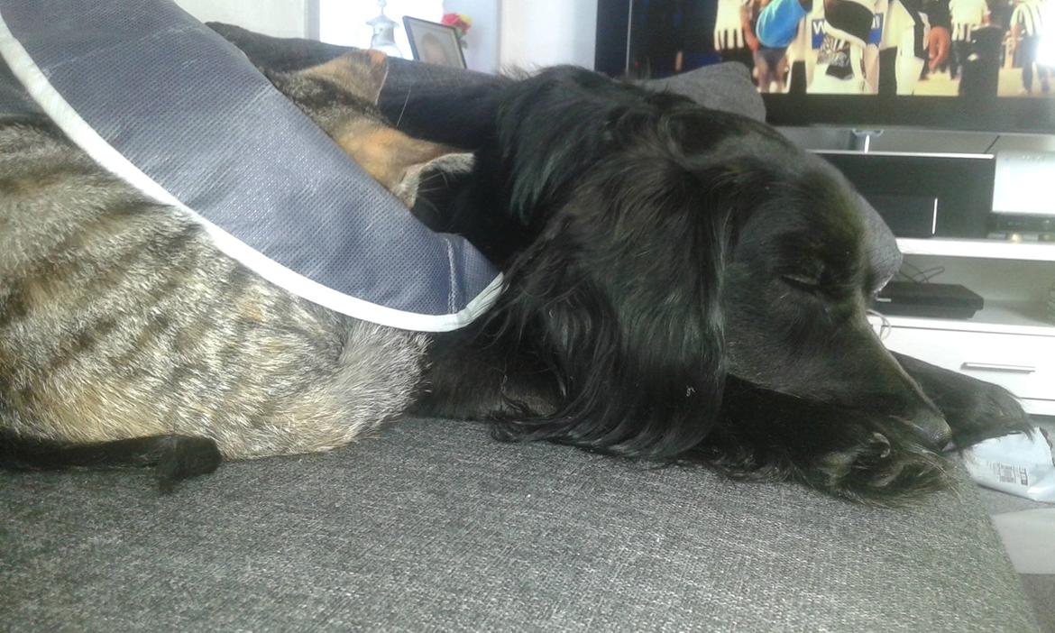 Blanding af racer Kasey billede 26