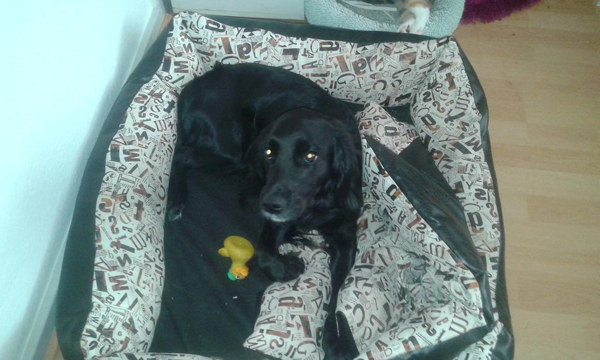 Blanding af racer Kasey billede 16