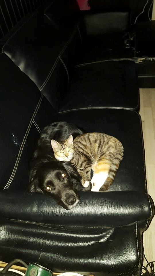 Blanding af racer Kasey billede 9