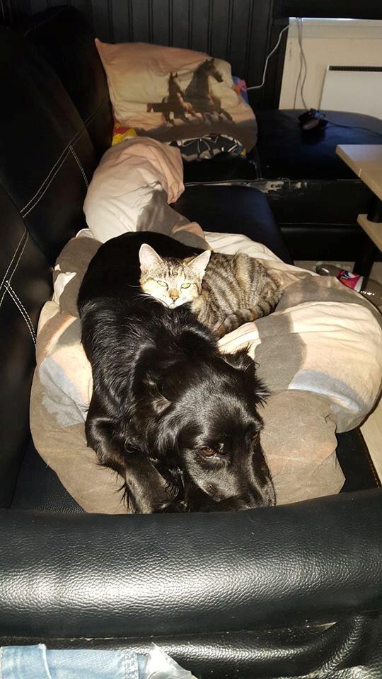 Blanding af racer Kasey billede 8