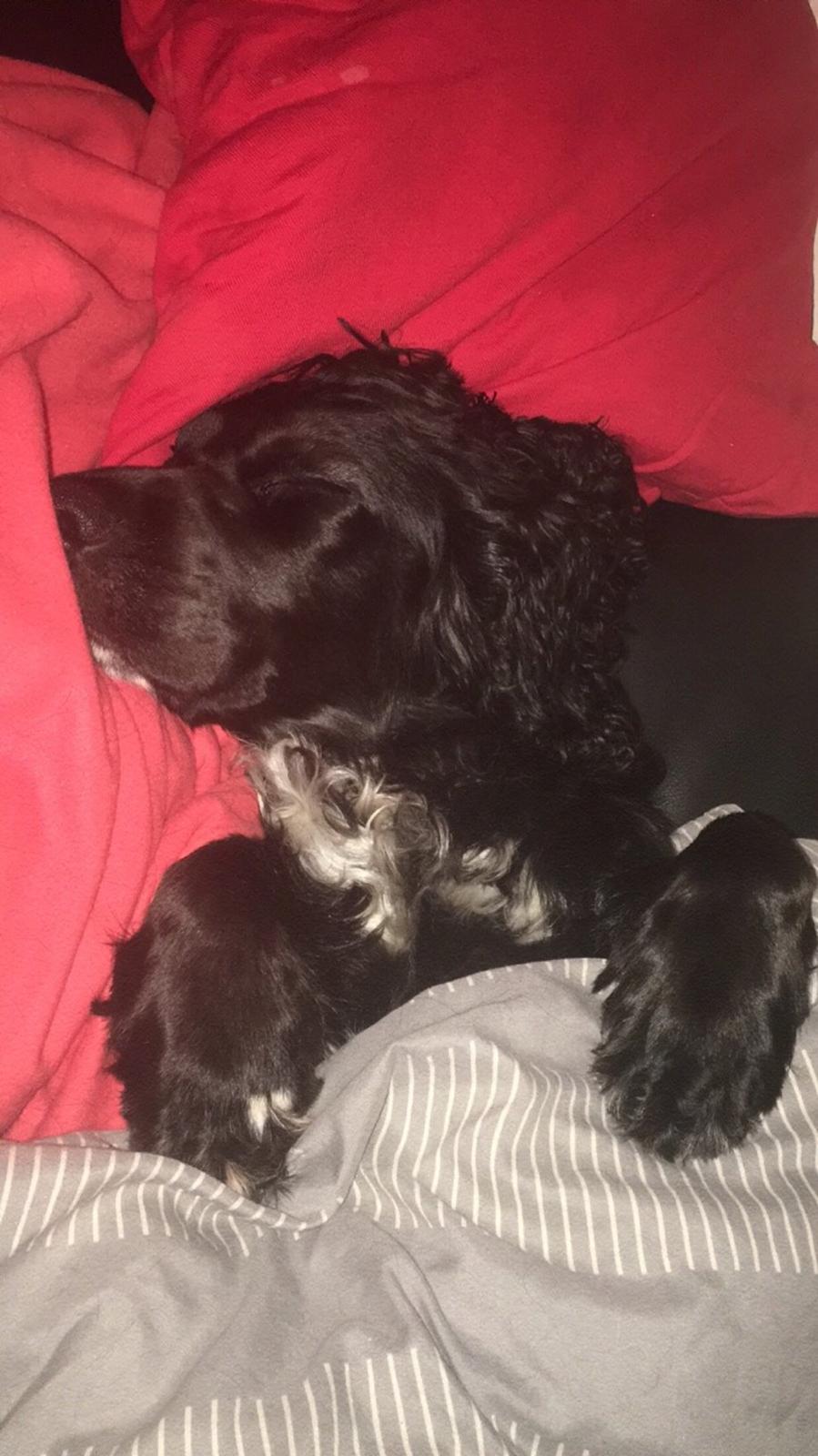 Cocker spaniel Koma billede 44