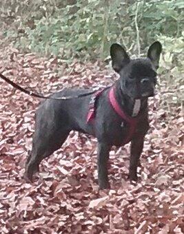 Fransk bulldog Kaylie billede 1