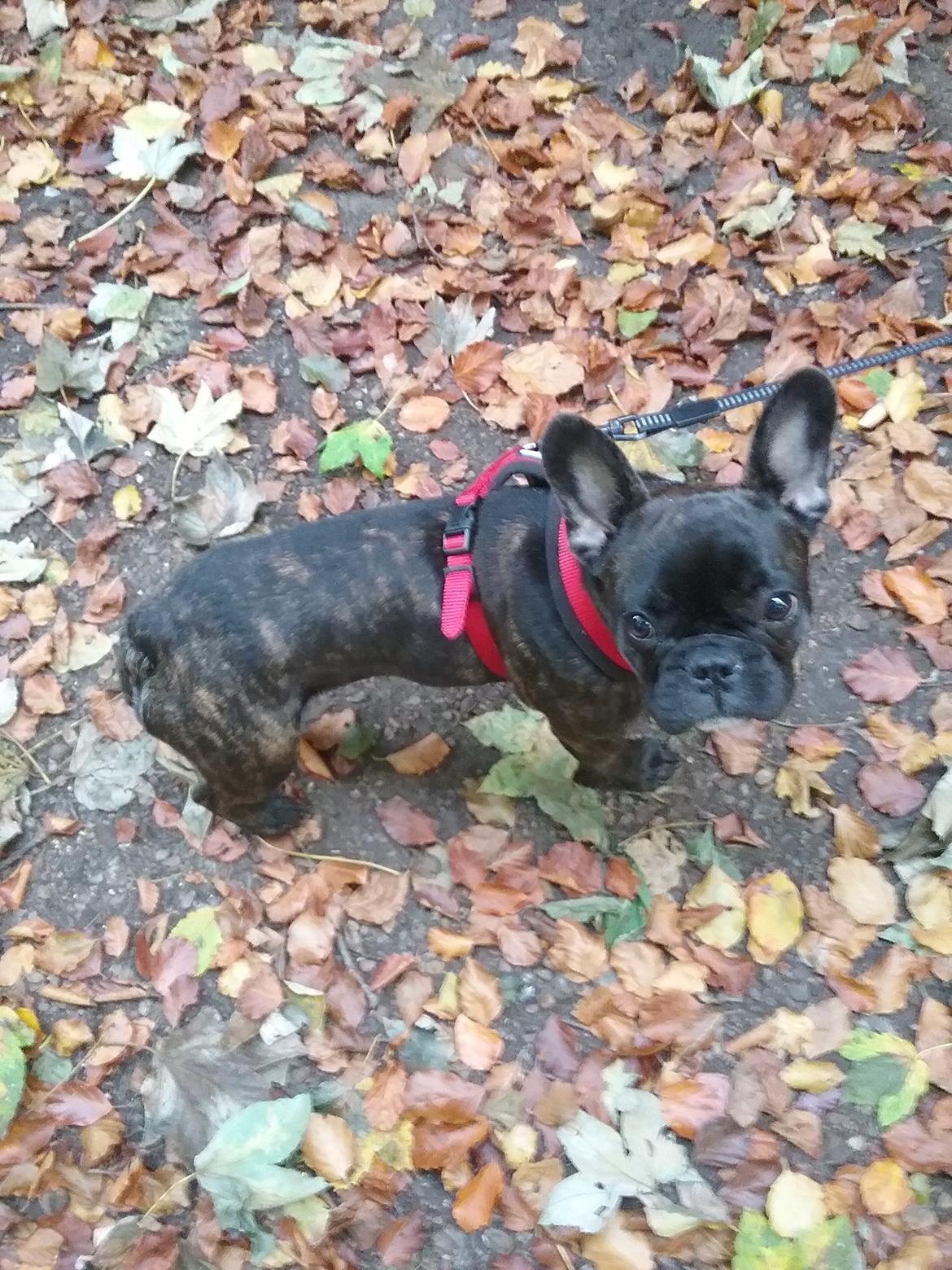 Fransk bulldog Kaylie billede 4