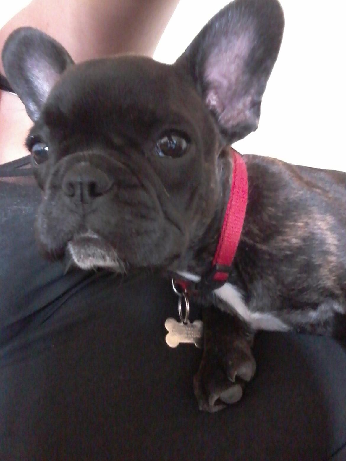 Fransk bulldog Kaylie billede 10