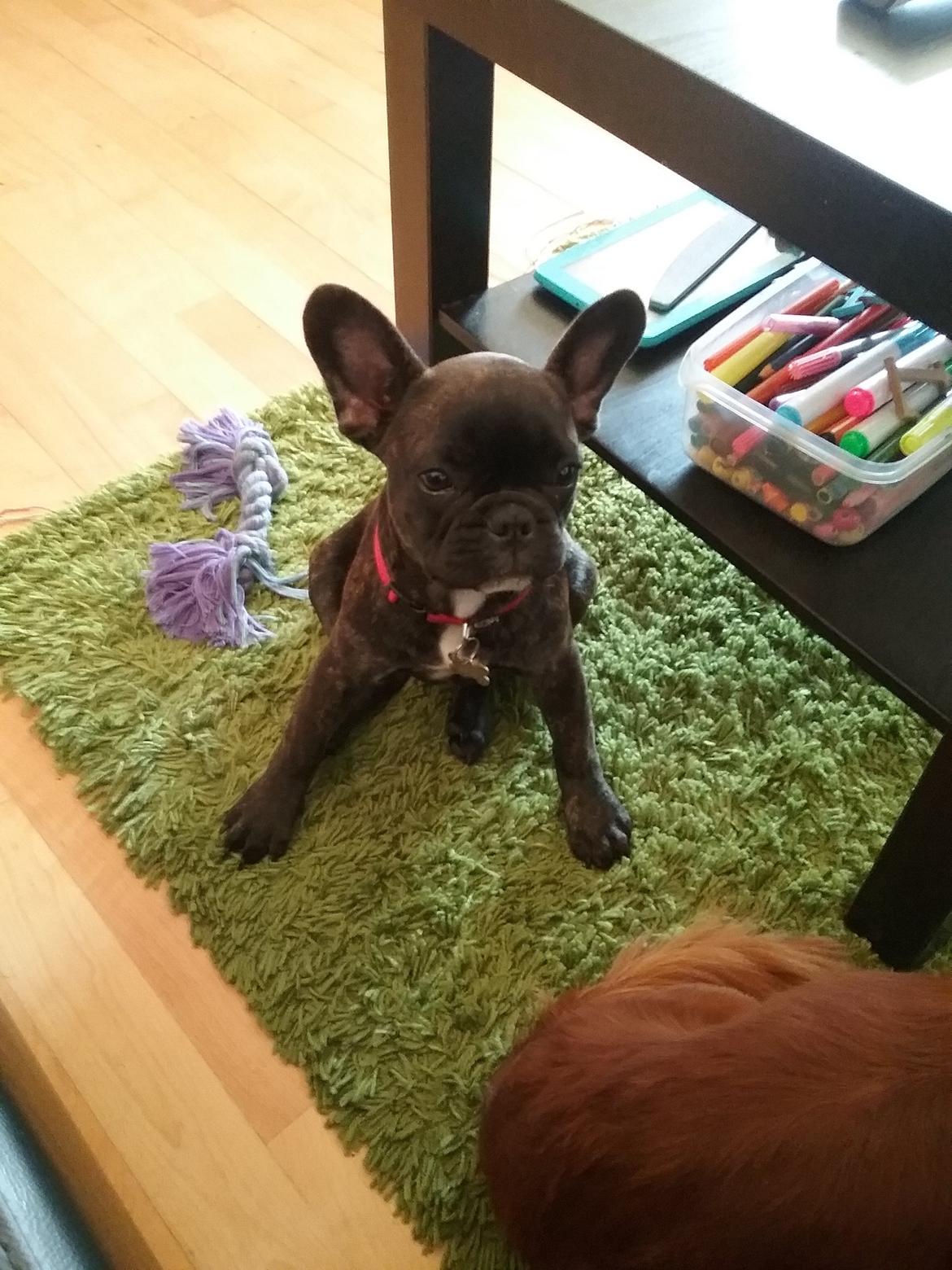 Fransk bulldog Kaylie billede 7