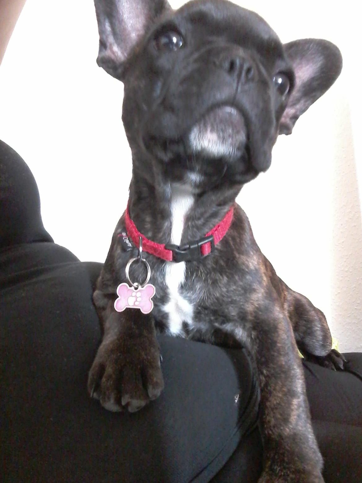 Fransk bulldog Kaylie billede 11