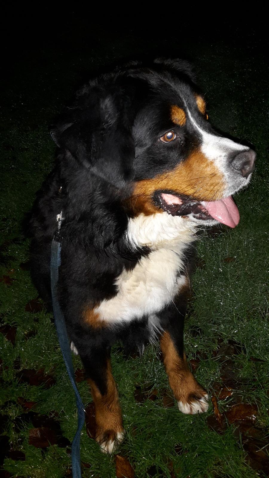 Berner sennenhund Balou billede 18