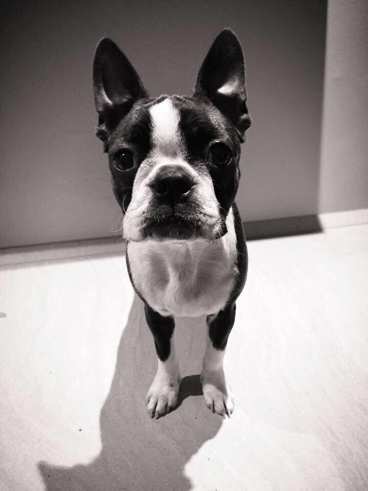 Boston terrier Dream of Jana vom Greifenring billede 6