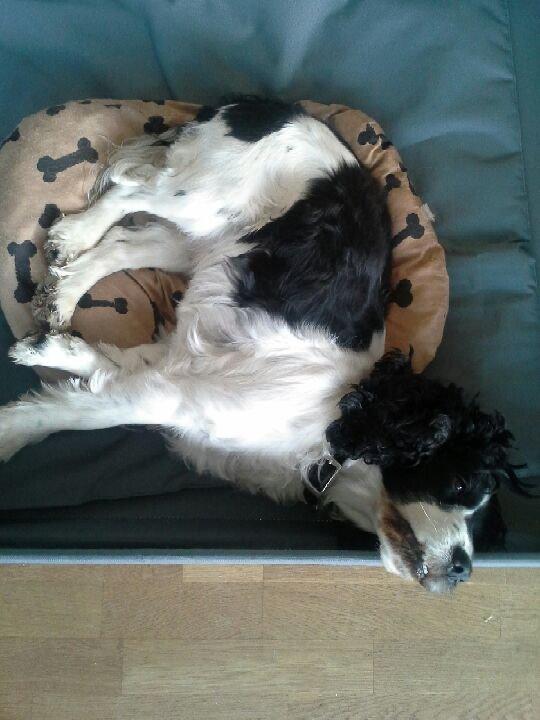 Cocker spaniel Perle billede 8