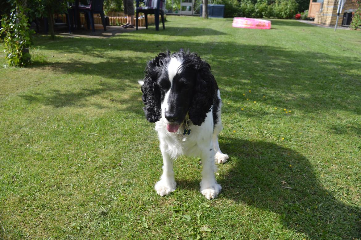 Cocker spaniel Perle billede 9